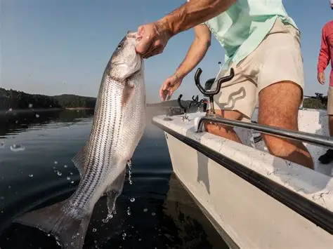 Boating, Fishing, and Lake Days